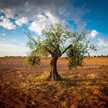 Ricerca e innovazione agrifood nel Mediterraneo: finanziati 17 progetti a guida italiana